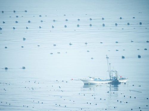 志津川湾で漁に出る漁船の写真