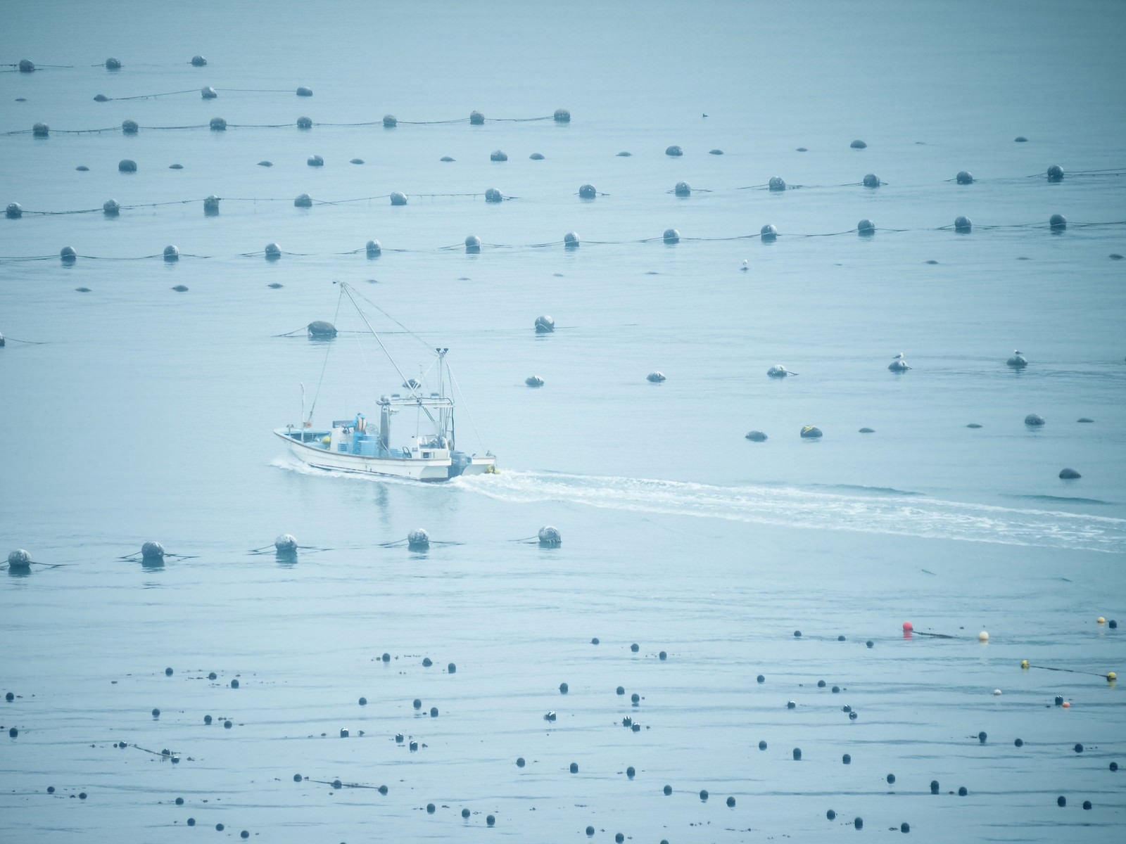 「穏やかな志津川湾と漁船」の写真