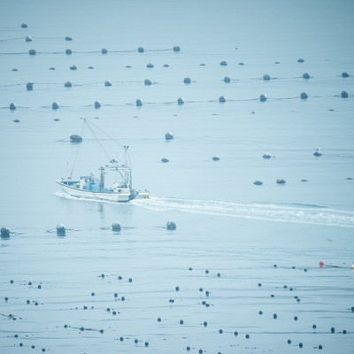 穏やかな志津川湾と漁船の写真