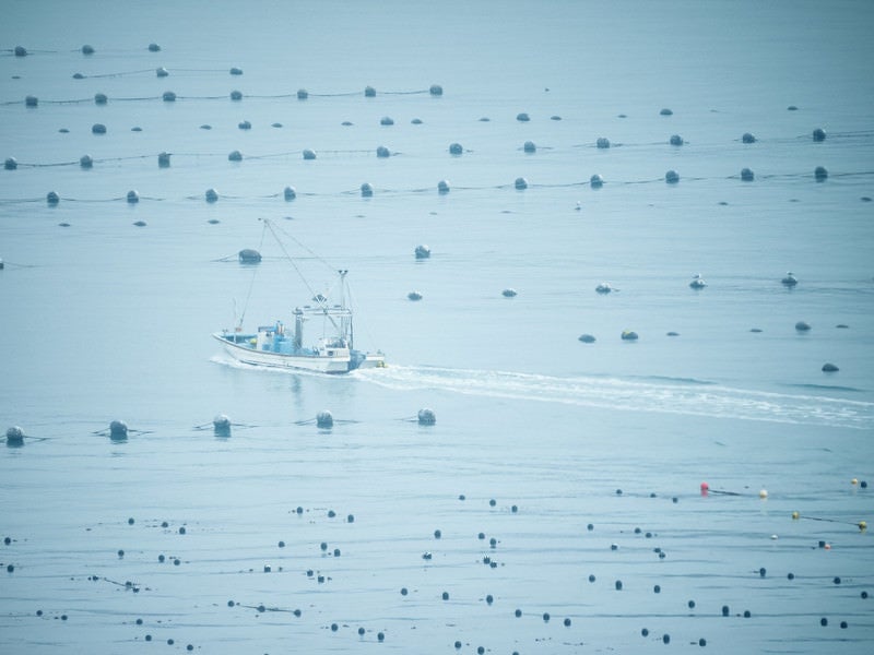 穏やかな志津川湾と漁船の写真