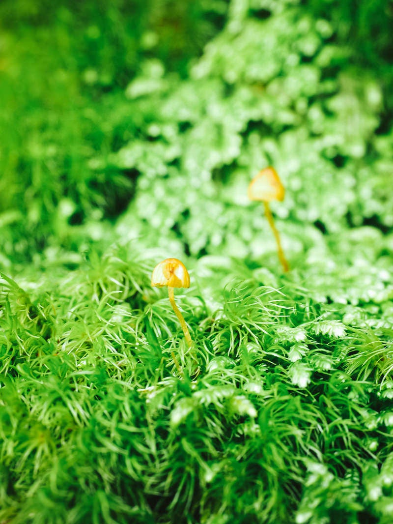 「苔生す絨毯に自生するキノコ」の写真