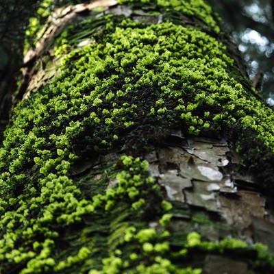 びっしりと苔生す杉の写真