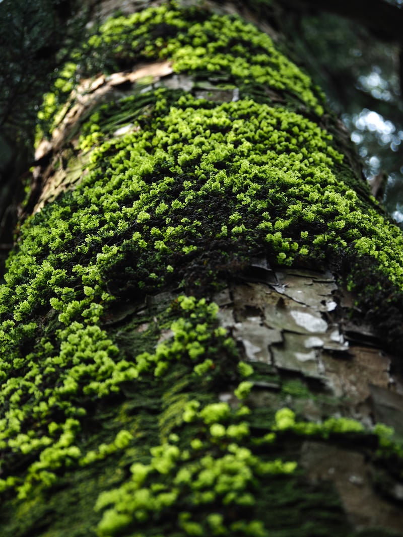 「びっしりと苔生す杉」の写真