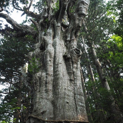 樹齢3000年の神代杉（玉置神社）の写真