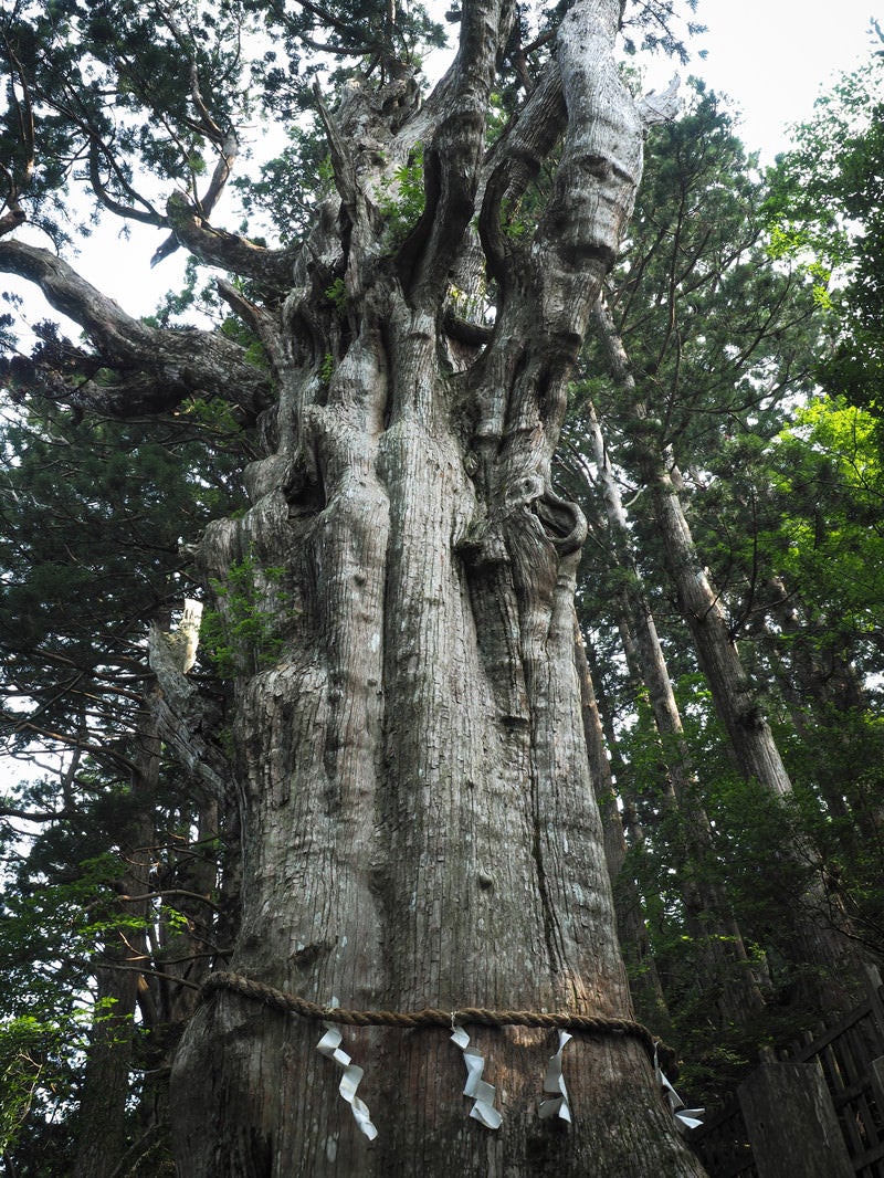 「樹齢3000年の神代杉（玉置神社）」の写真