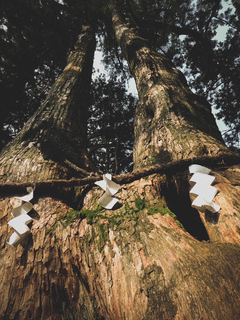 「樹齢750年の夫婦杉（玉置神社）」の写真