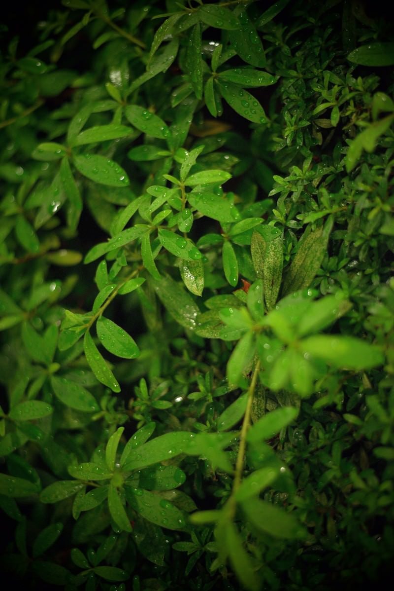 「雨に濡れた植物」の写真
