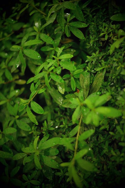 雨に濡れた植物の写真