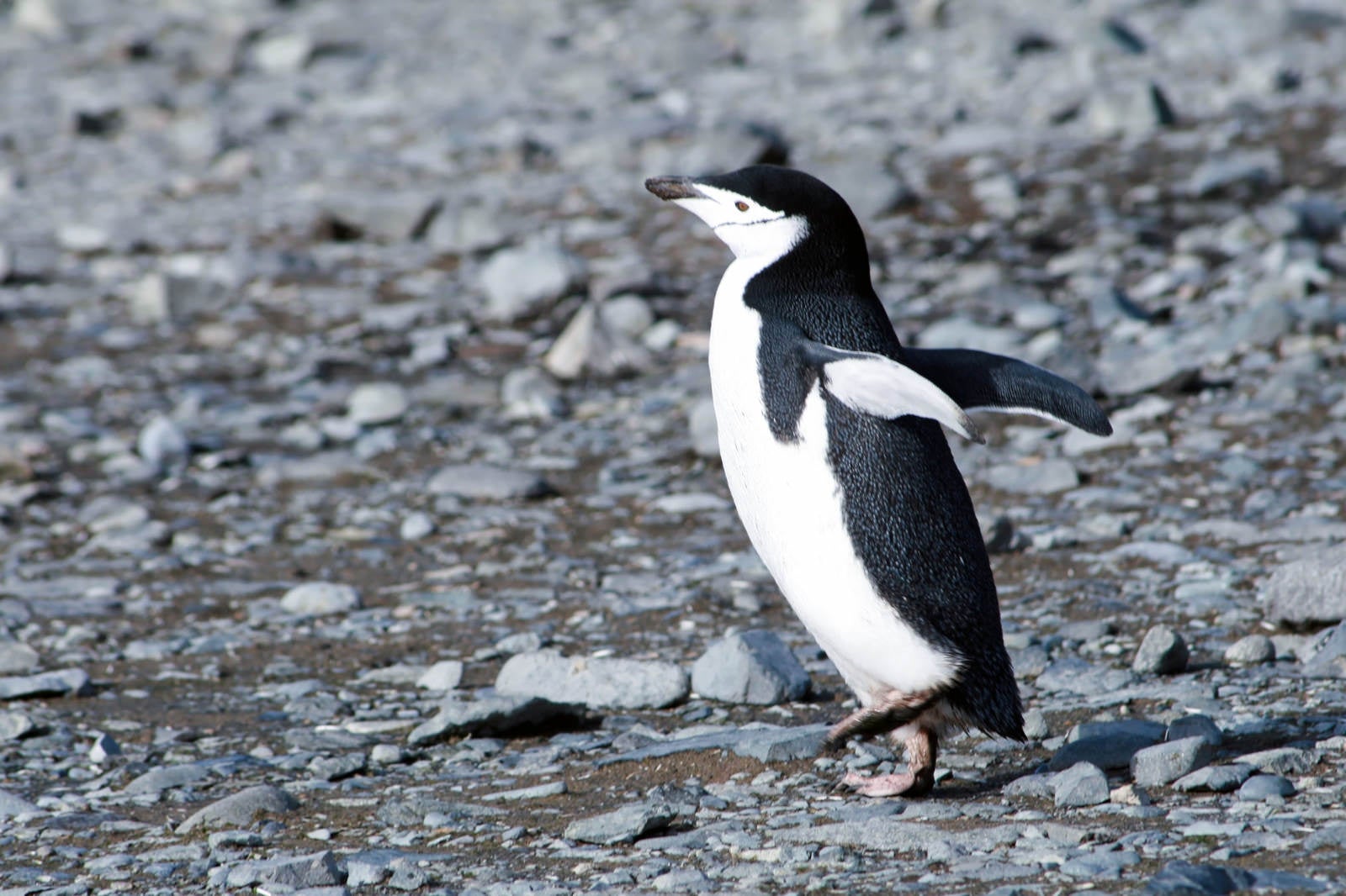 「落ち着きのないヒゲペンギン」の写真