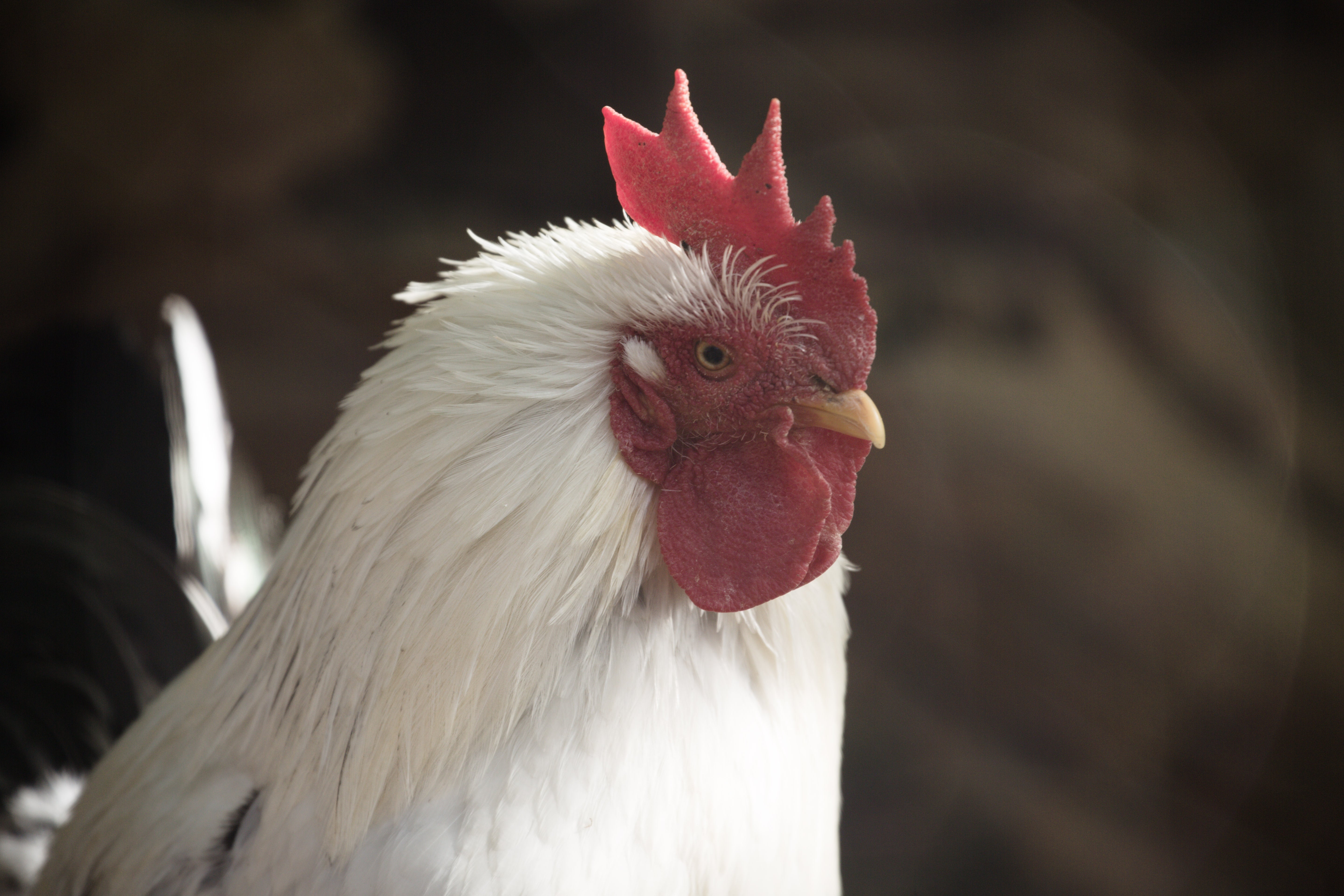 NIWA0I9A5724.jpg?&download=1