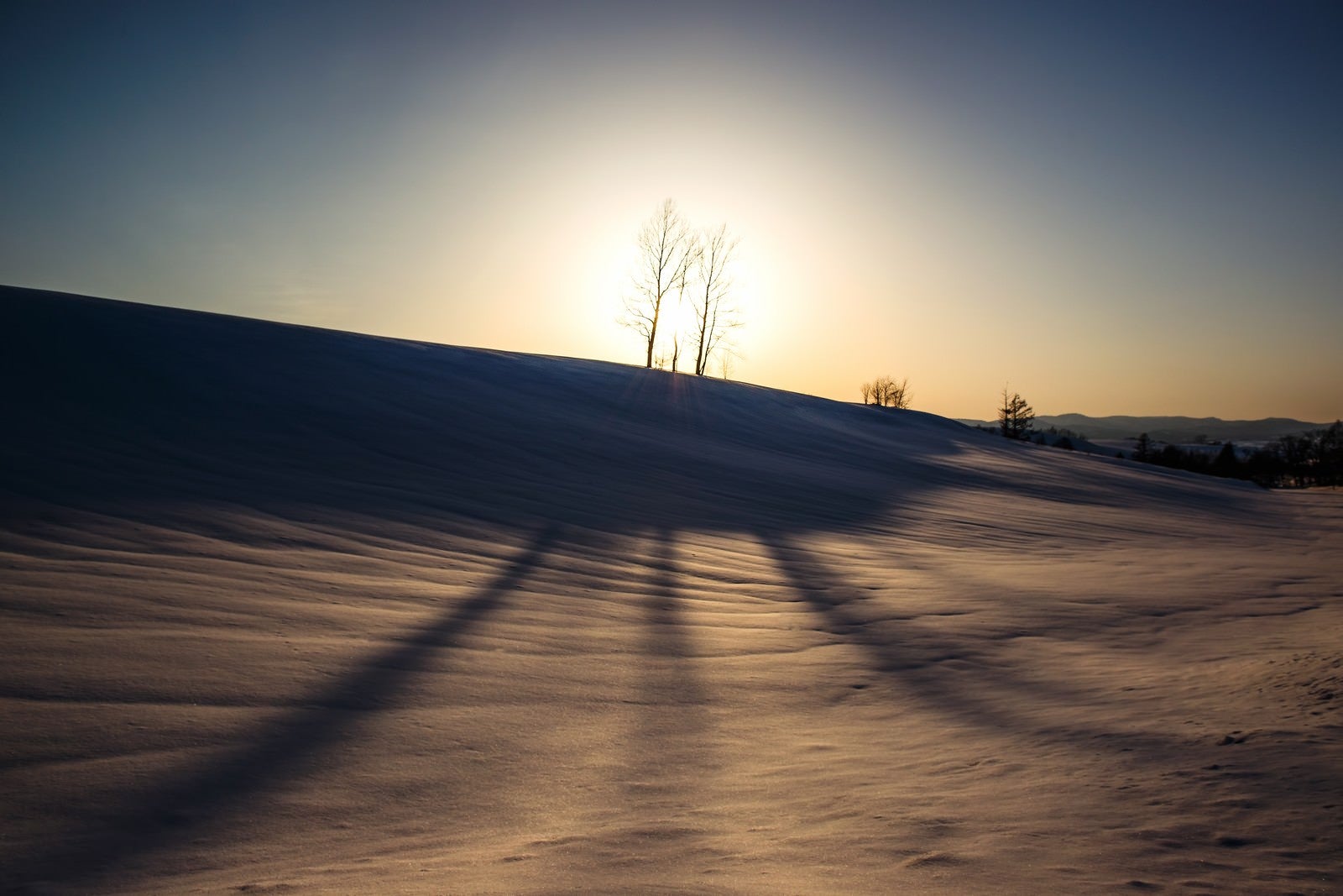 「美麗の雪原と伸びる木の陰」の写真