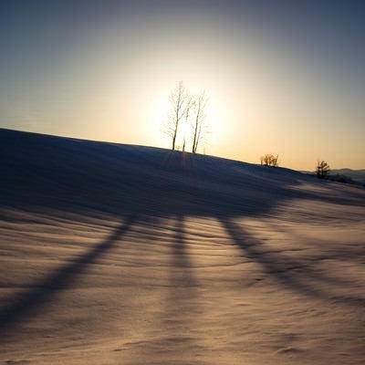 美麗の雪原と伸びる木の陰の写真