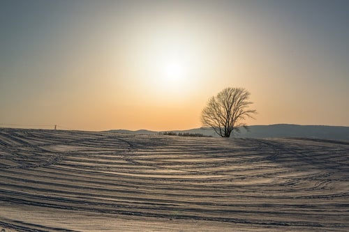 雪の中の哲学の木の写真