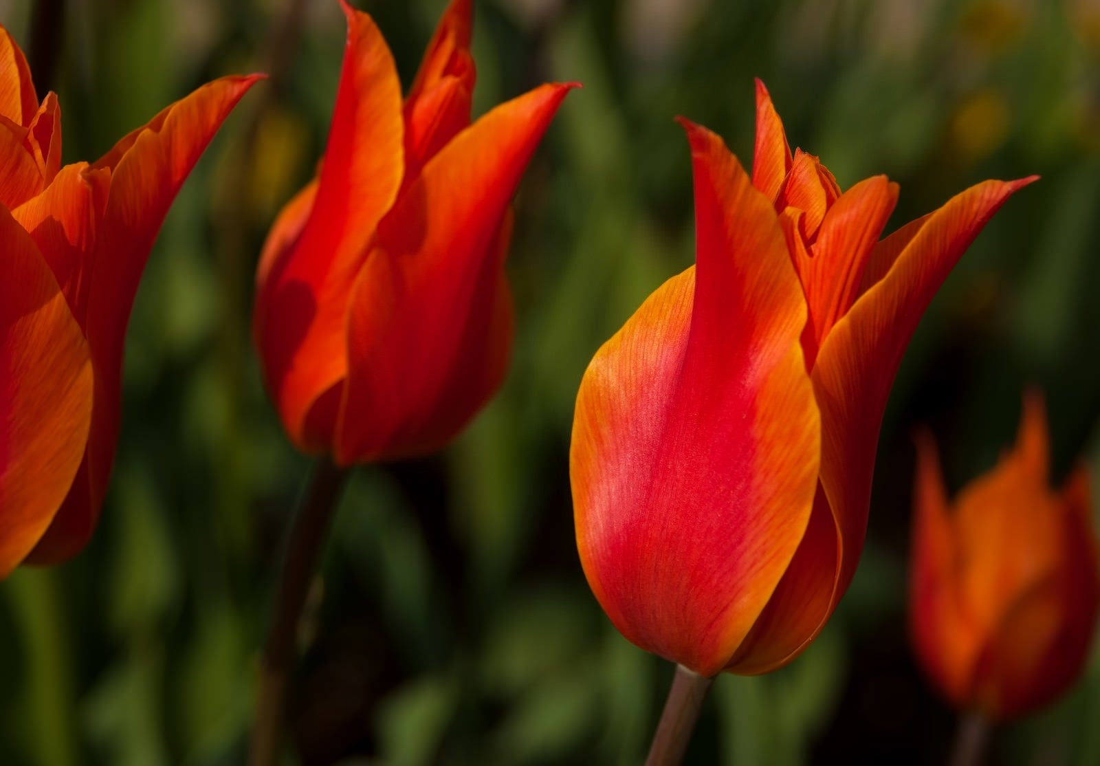 「赤いチューリップの花」の写真