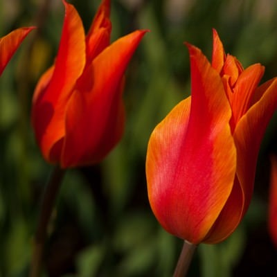 赤いチューリップの花の写真