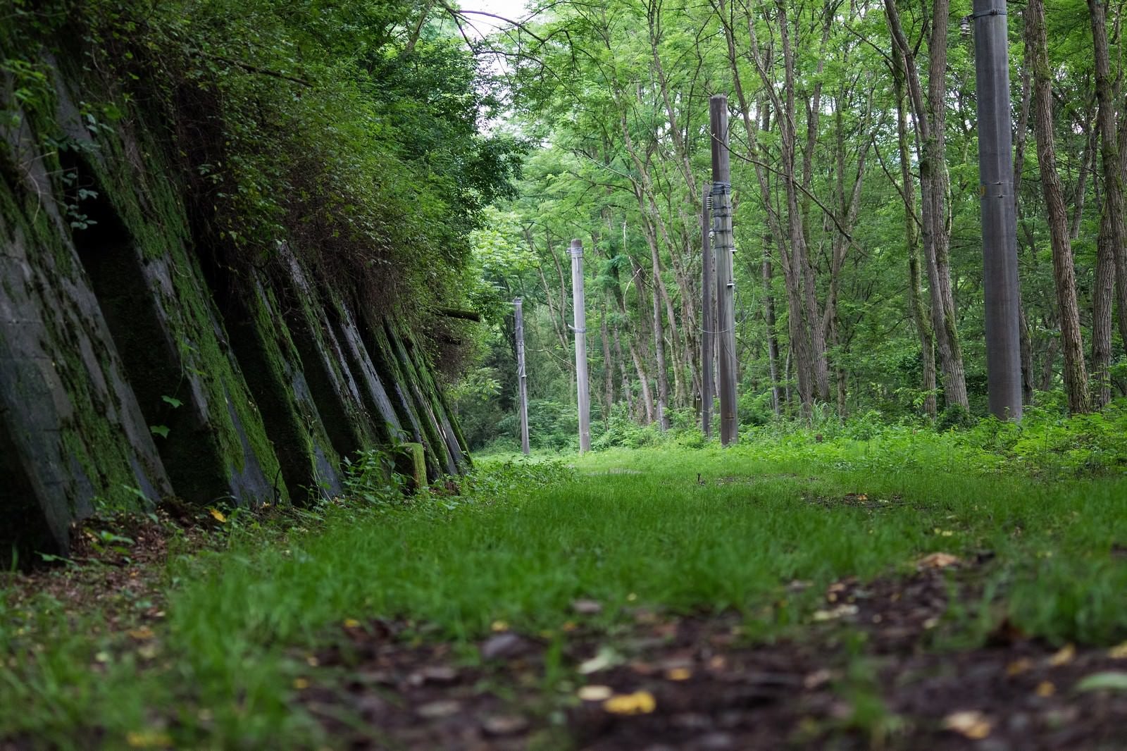 「緑が茂る廃線道」の写真