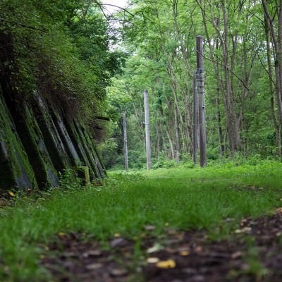緑が茂る廃線道の写真