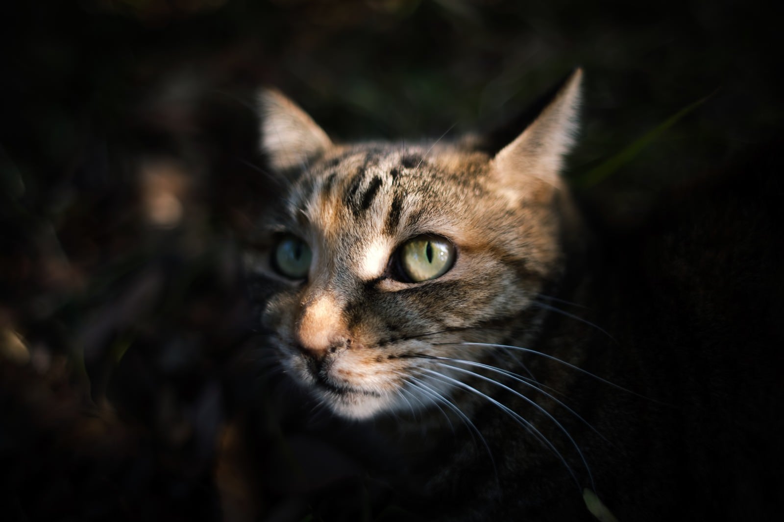 「暗闇から顔を出す猫」の写真