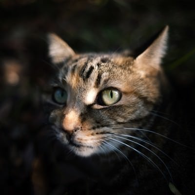暗闇から顔を出す猫の写真