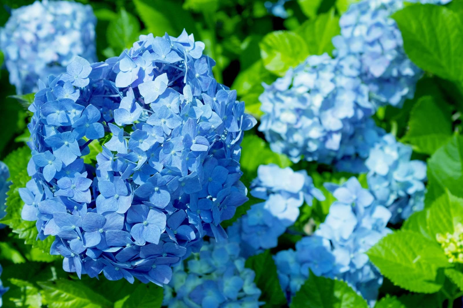 「青い紫陽花（アジサイ）」の写真