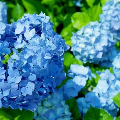 青い紫陽花（アジサイ）の写真