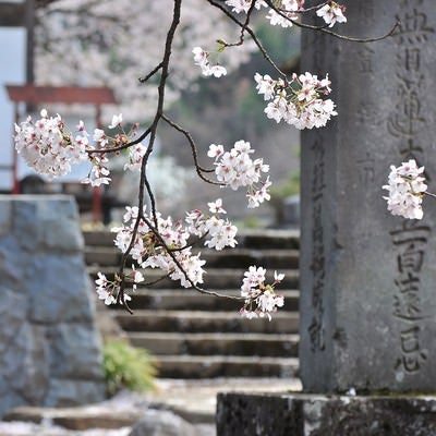 寺と桜の写真