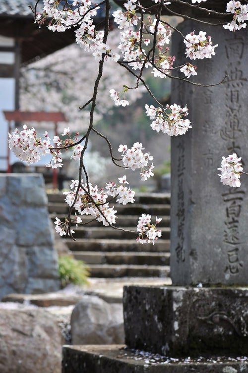 寺と桜の写真