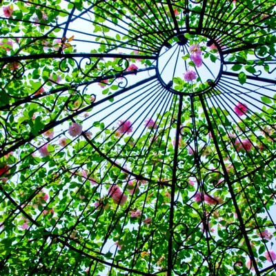 ドーム状のガラスケースに飾られた薔薇の写真