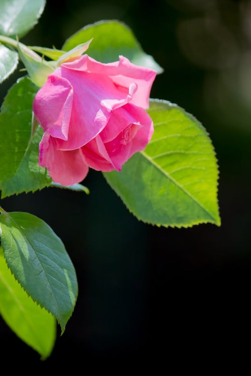 黒に強調されるピンクの薔薇の写真