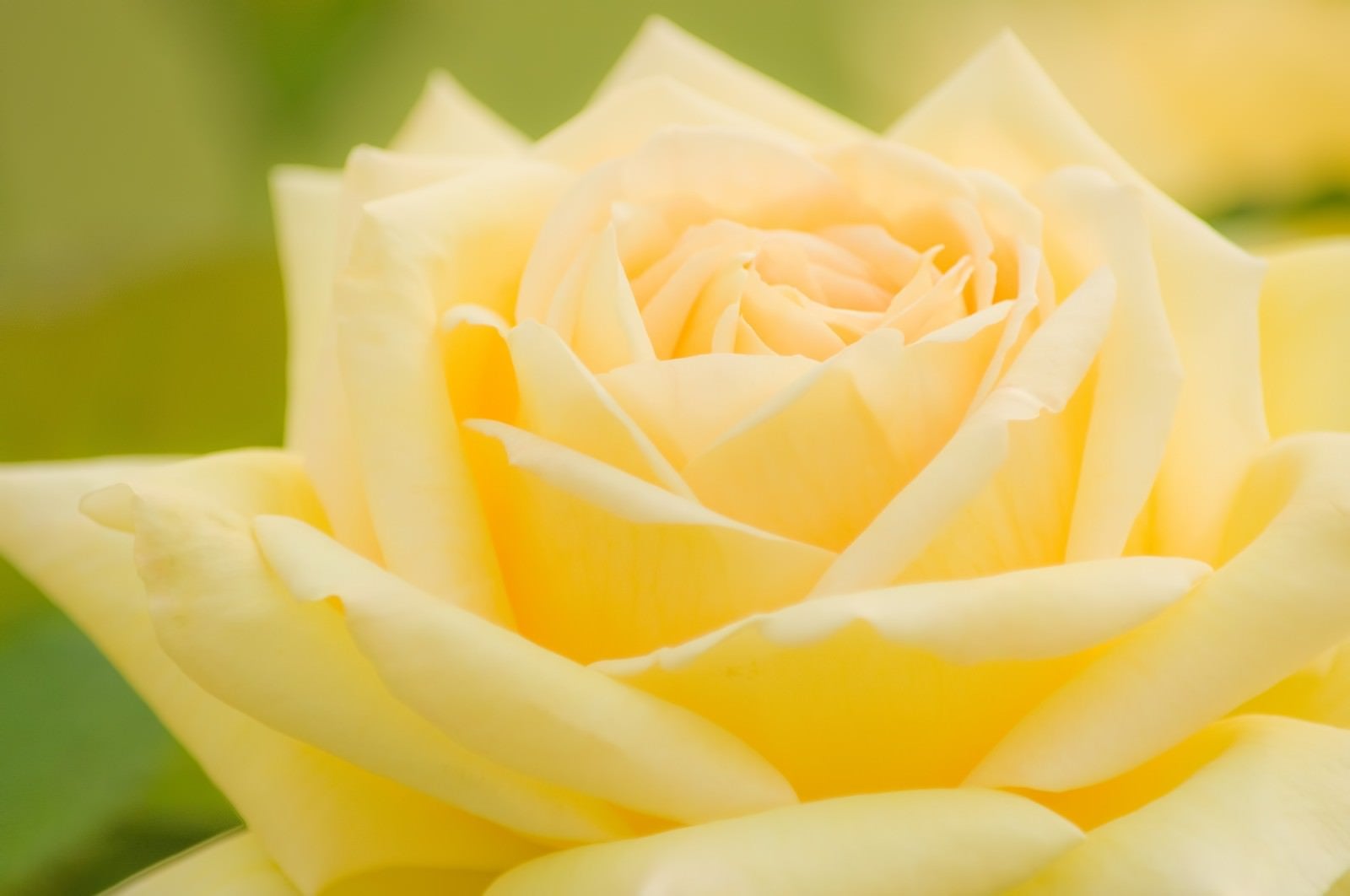 「黄色い薔薇」の写真
