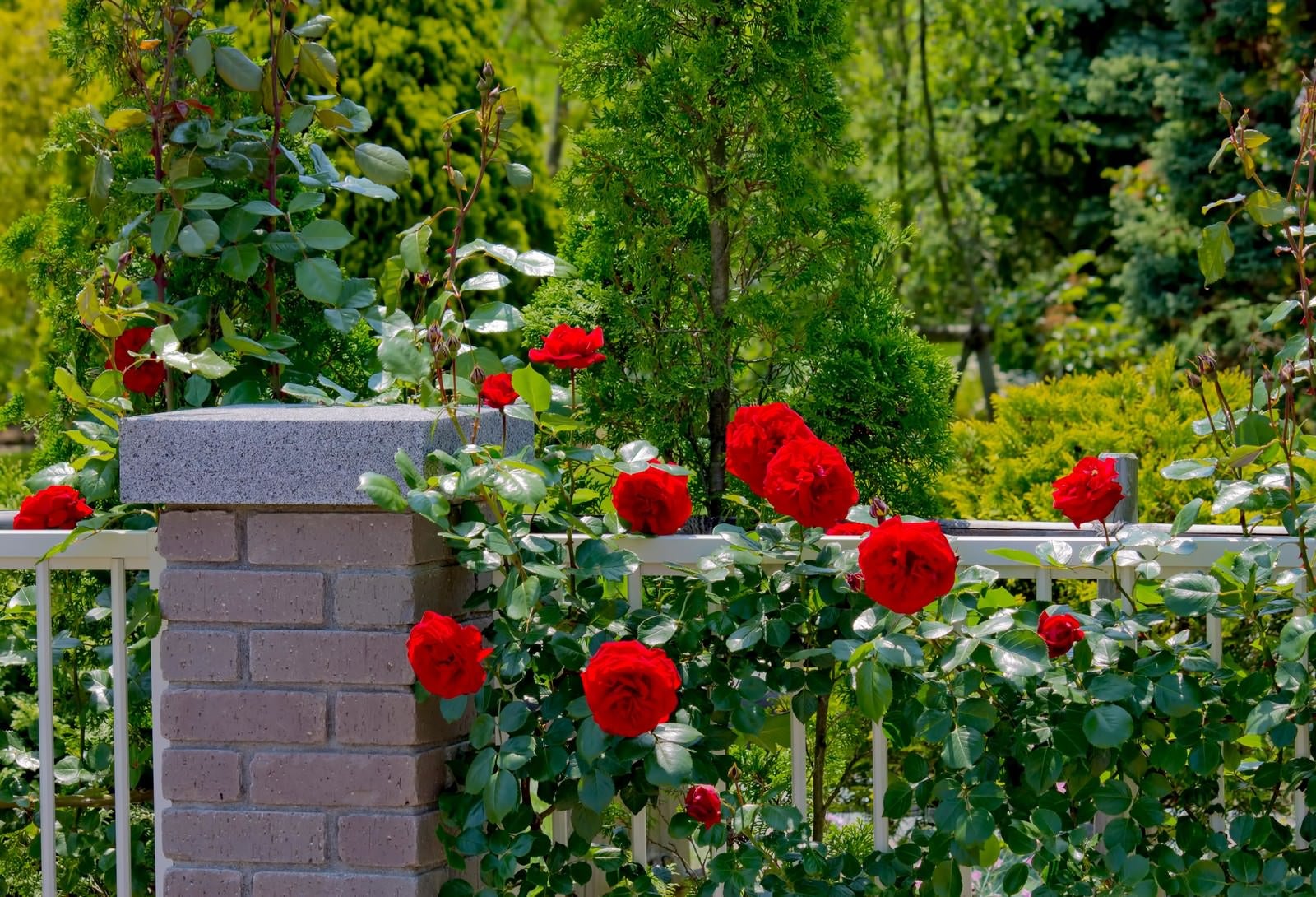 「庭のレンガと赤い薔薇」の写真