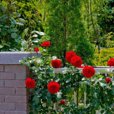 庭のレンガと赤い薔薇の写真
