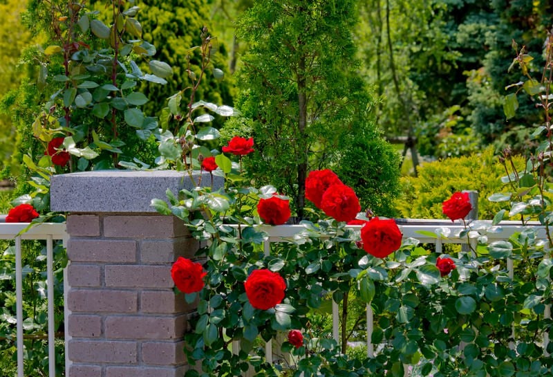 庭のレンガと赤い薔薇の写真