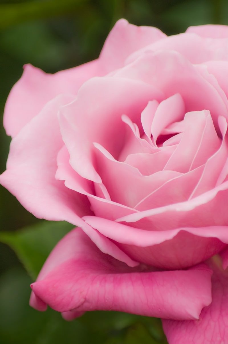「ピンクの薔薇」の写真