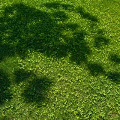 芝生と木の陰の写真