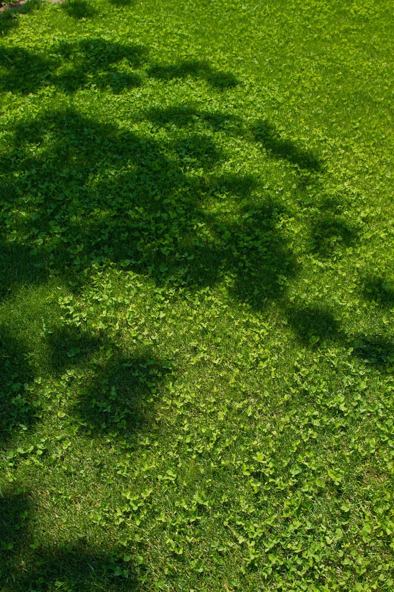 「芝生と木の陰」の写真
