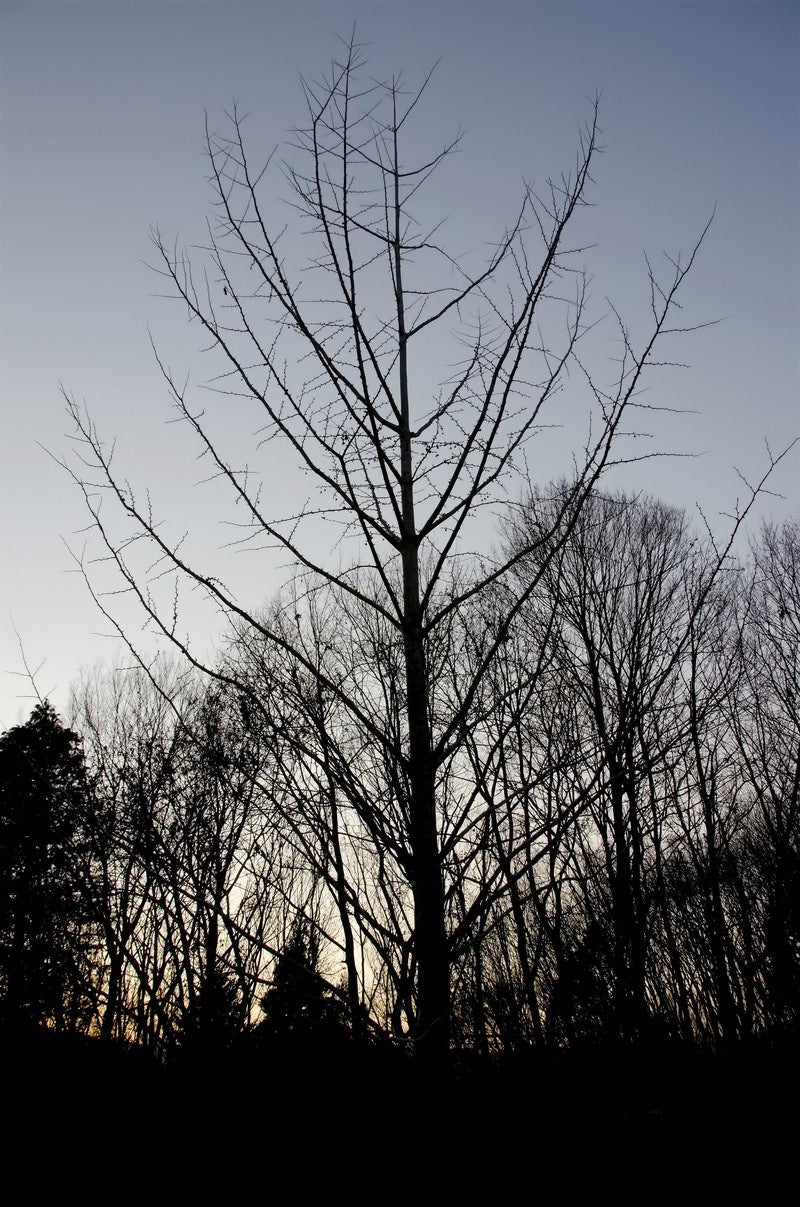 「裸の木」の写真