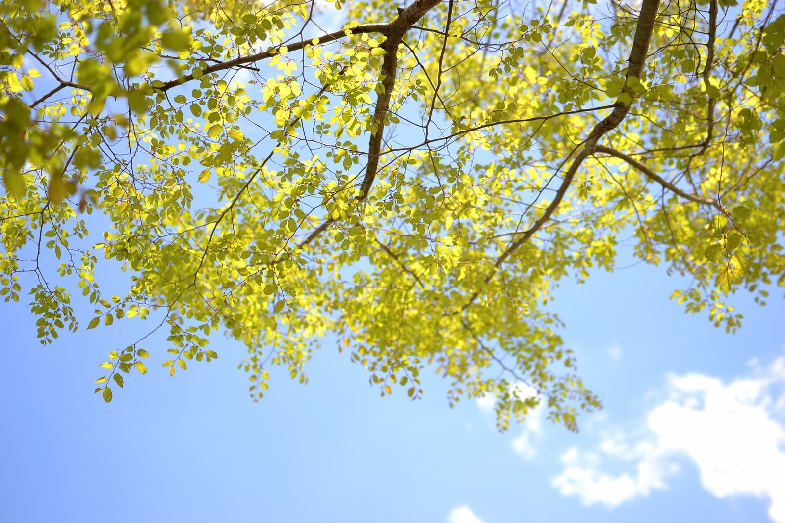 「青空と木の葉」の写真