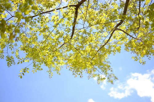 青空と木の葉の写真