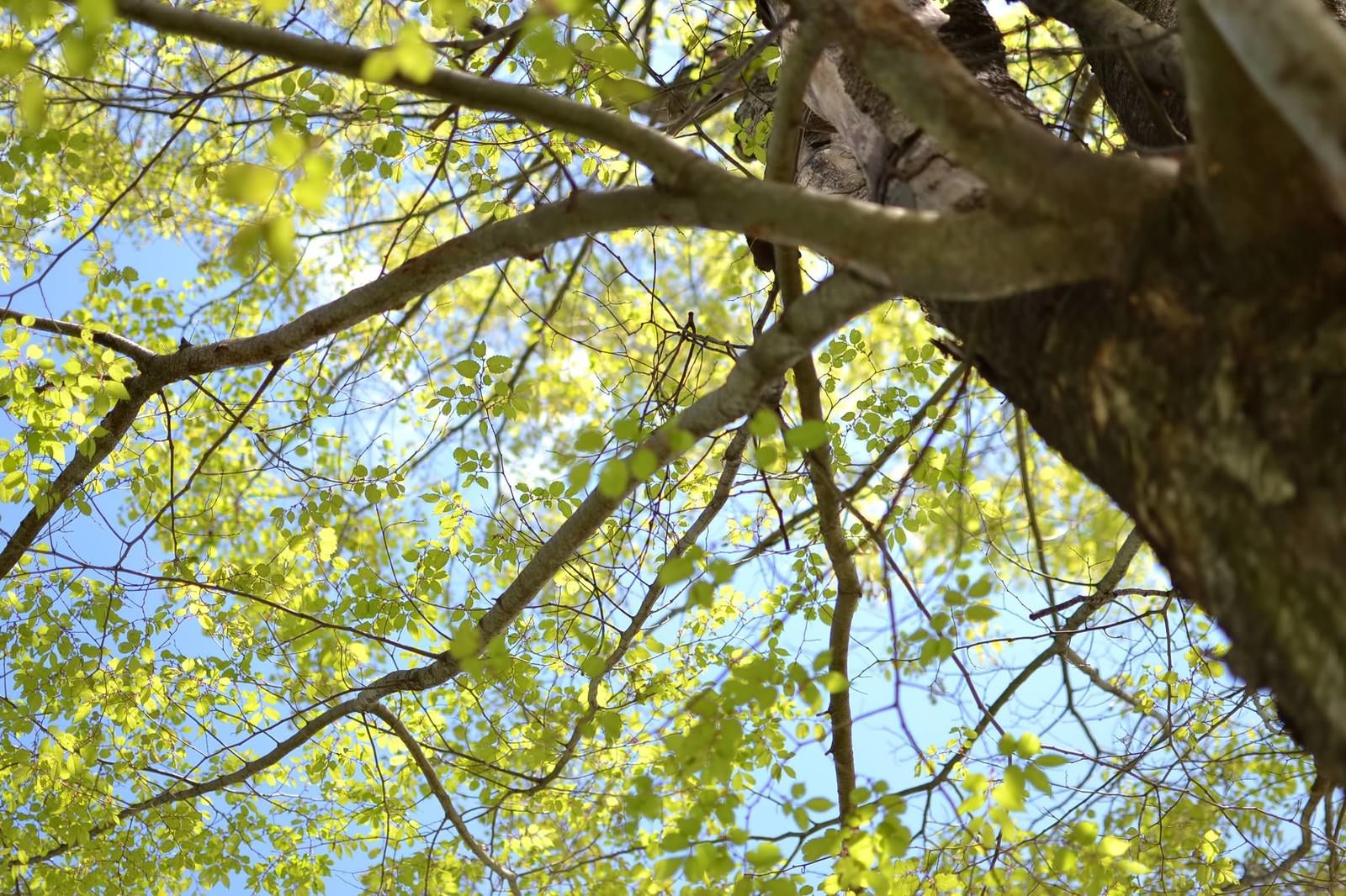「見上げる木と美しい青空」の写真