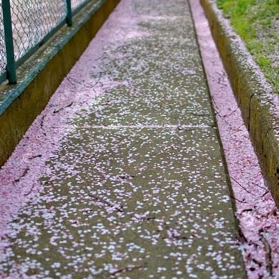 桜の花びらが散る小道の写真