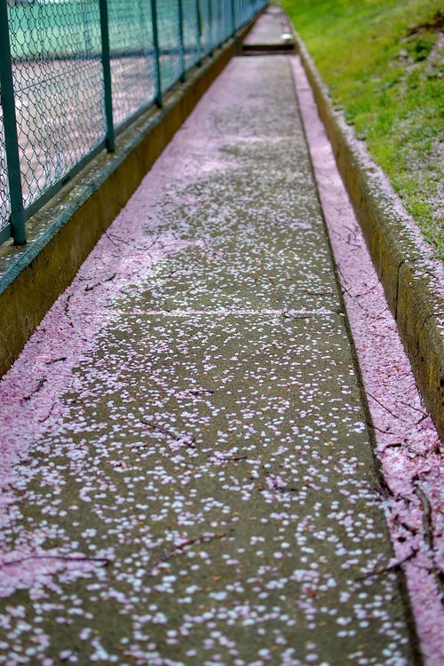 桜の花びらが散る小道の写真
