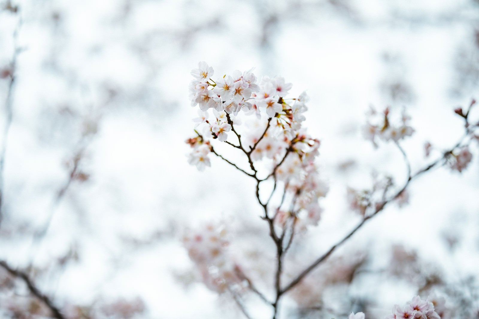 「冬に咲く桜」の写真