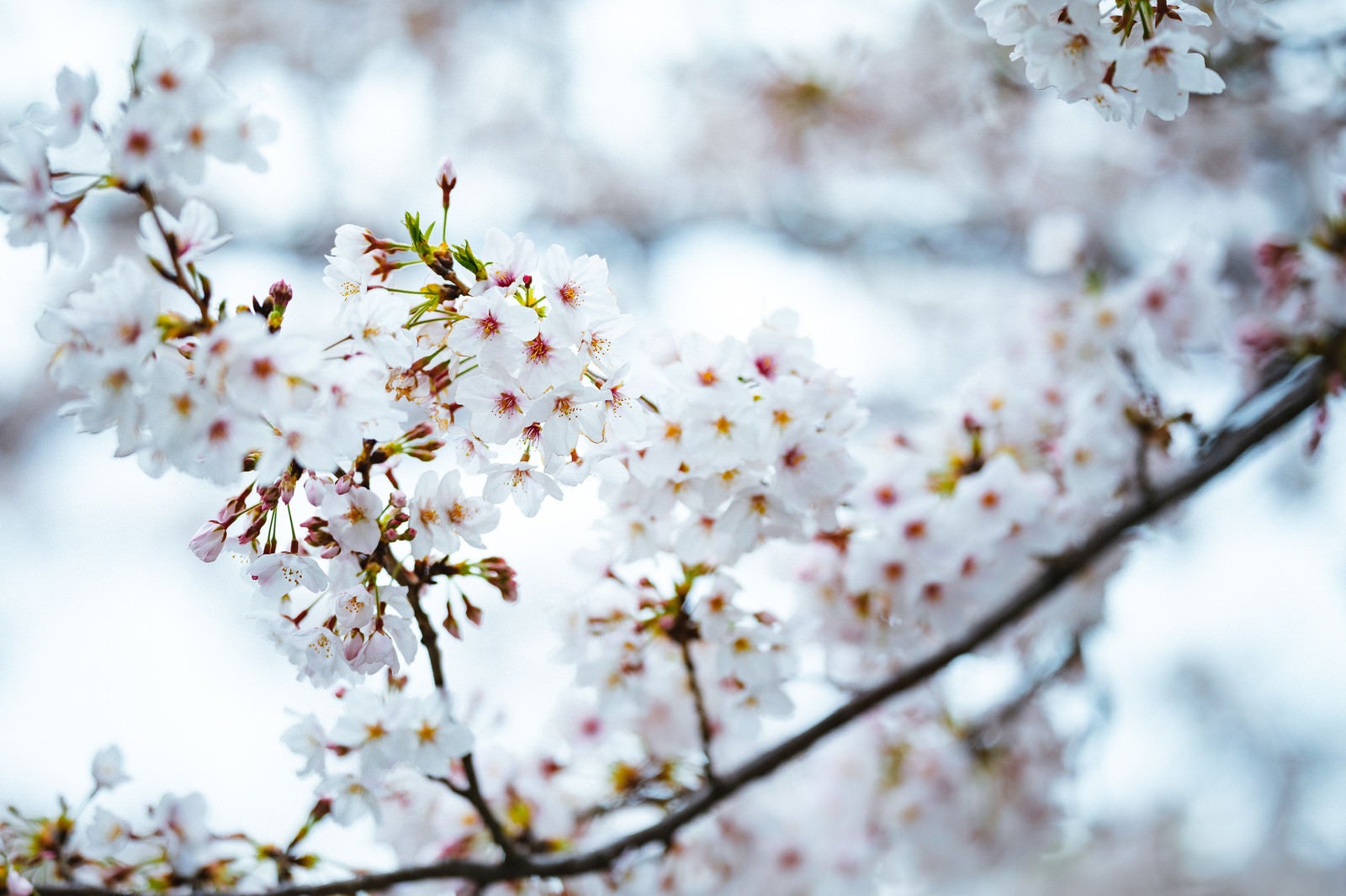 「寒さと桜の花」の写真