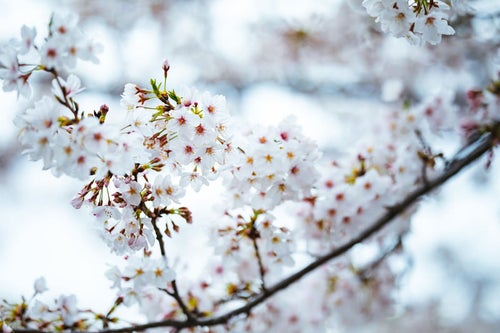 寒さと桜の花の写真