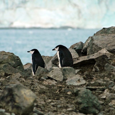 岩場のペンギン夫妻の写真