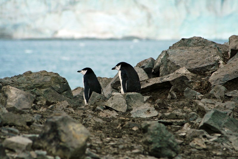 岩場のペンギン夫妻の写真