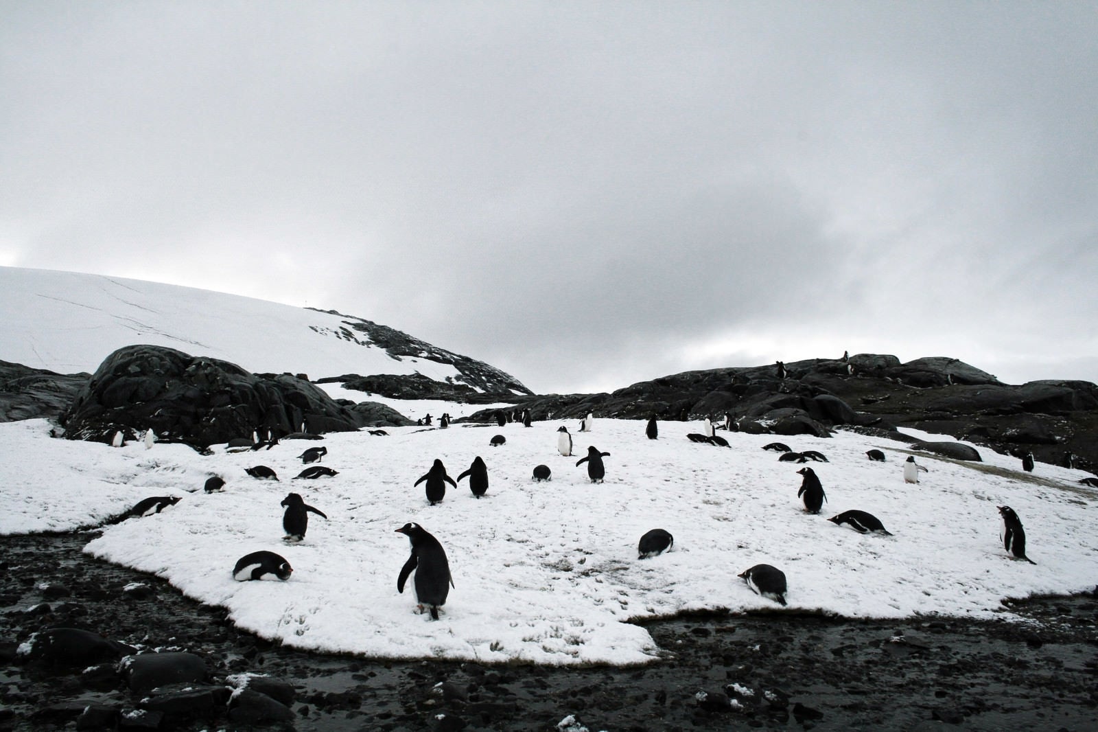 「凍った坂道をよちよち歩くペンギンの群れ」の写真