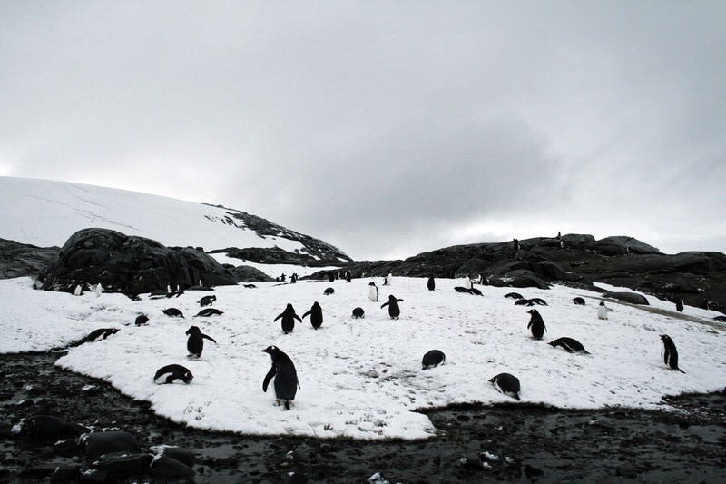 凍った坂道をよちよち歩くペンギンの群れの写真
