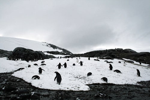 凍った坂道をよちよち歩くペンギンの群れの写真